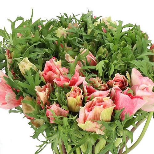 ANEMONE MISTRAL SHOCKING SUPER