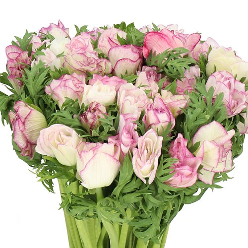ANEMONE MISTRAL + WHITE/CERISE