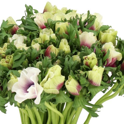 ANEMONE MISTRAL WHITE/LILAC