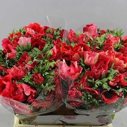ANEMONE RAINBOW FRISKY RED EX