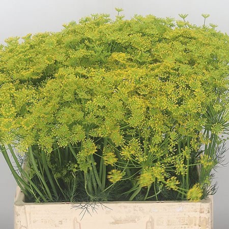 ANETHUM GRAVEOLENS