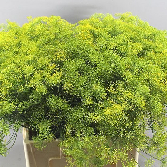 ANETHUM GRAVEOLENS