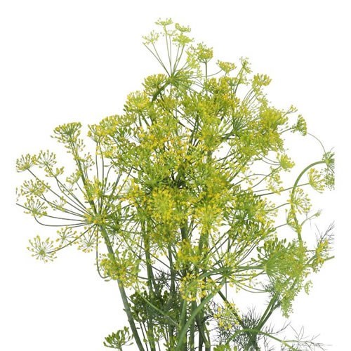 ANETHUM GRAVEOLENS
