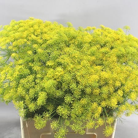 ANETHUM GRAVEOLENS