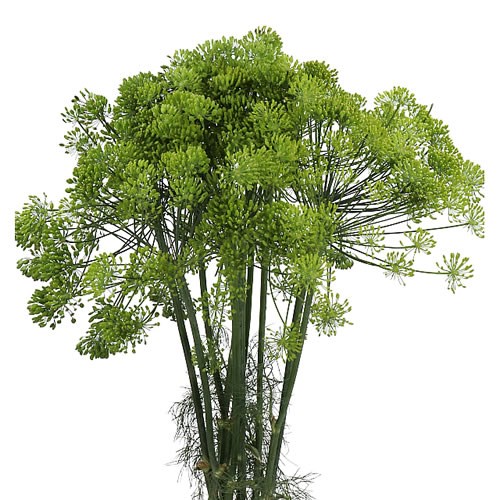 ANETHUM GREEN