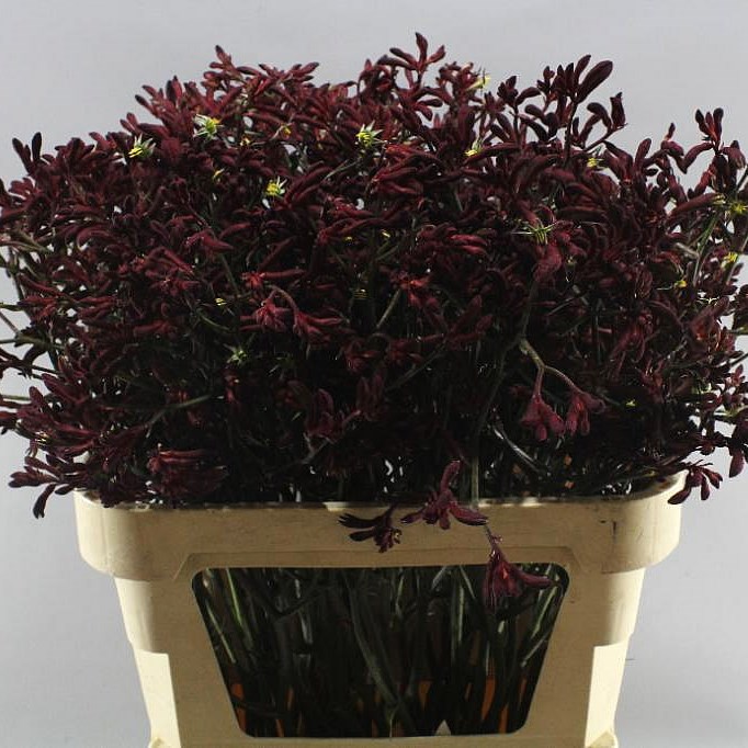 ANIGOZANTHIS BUSH INFERNO