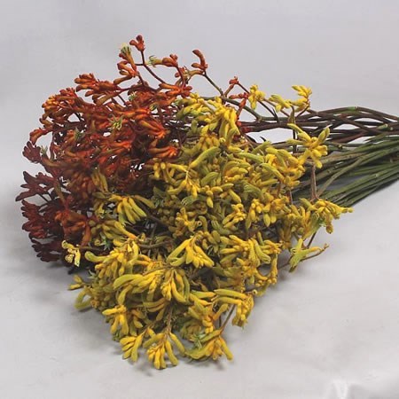 ANIGOZANTHOS AUTUMN MIX