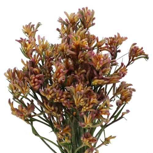 ANIGOZANTHOS BUSH BLITZ