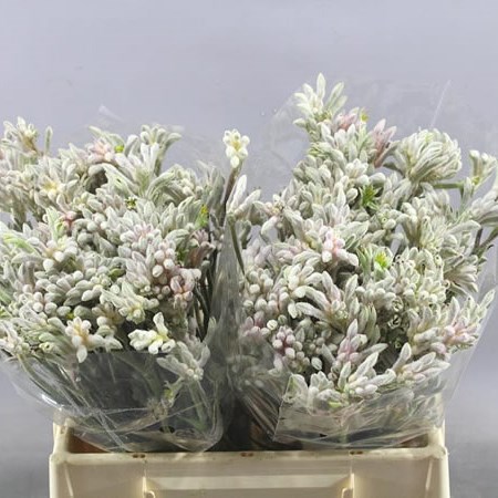 ANIGOZANTHOS BUSH DIAMOND