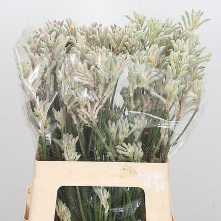 ANIGOZANTHOS BUSH DIAMOND