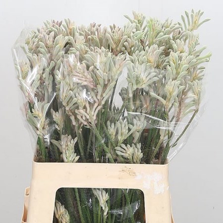 ANIGOZANTHOS BUSH DIAMOND
