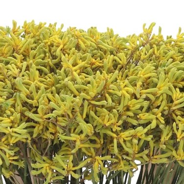 ANIGOZANTHOS BUSH DOWN