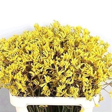 ANIGOZANTHOS BUSH DOWN