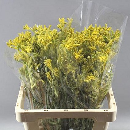 ANIGOZANTHOS BUSH GOLD