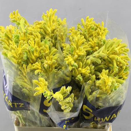 ANIGOZANTHOS BUSH GOLD