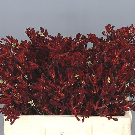 ANIGOZANTHOS BUSH RUBY