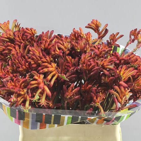 ANIGOZANTHOS BUSH TANGO