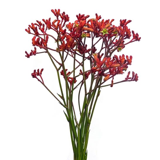 ANIGOZANTHOS EARLY SPRING