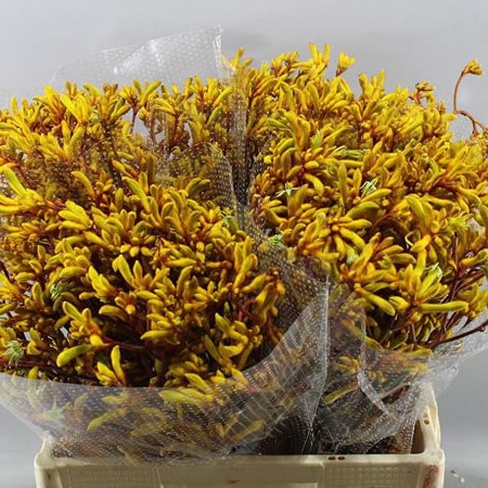 ANIGOZANTHOS GOLD FEVER