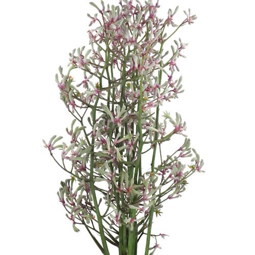 ANIGOZANTHOS LILAC QUEEN