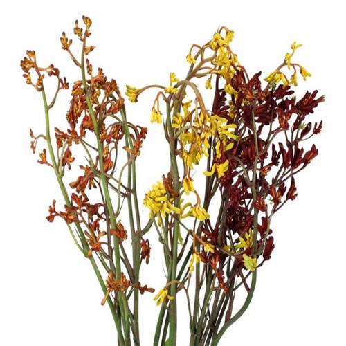 ANIGOZANTHOS MIX