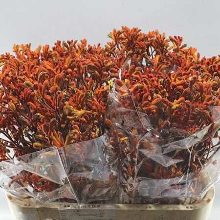 ANIGOZANTHOS ORANGE