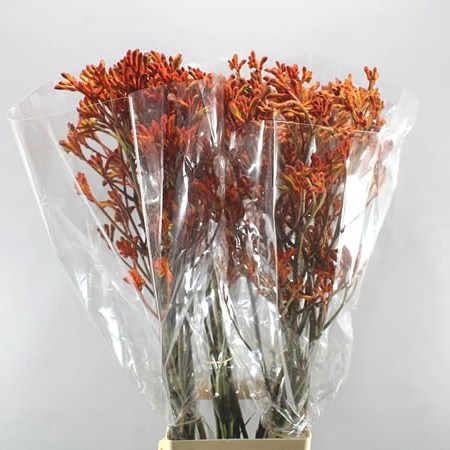 ANIGOZANTHOS ORANGE GOLDEN