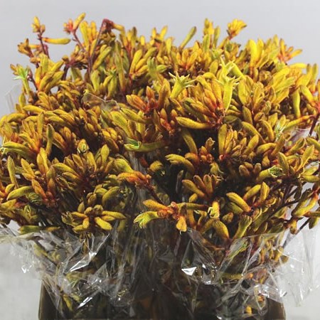 ANIGOZANTHOS ORANGE VELVET