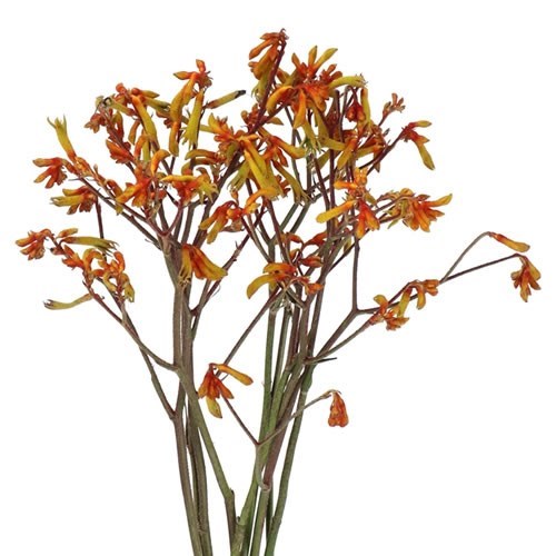ANIGOZANTHOS PAWS ORANGE