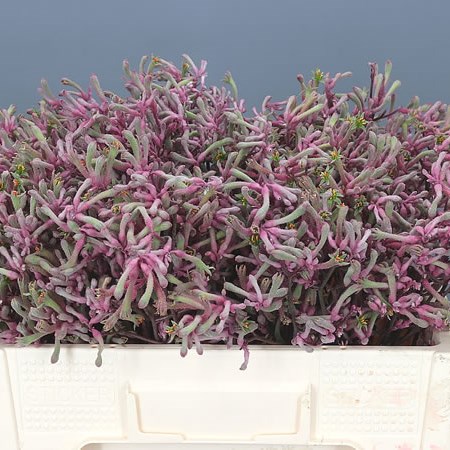 ANIGOZANTHOS RADIANCE