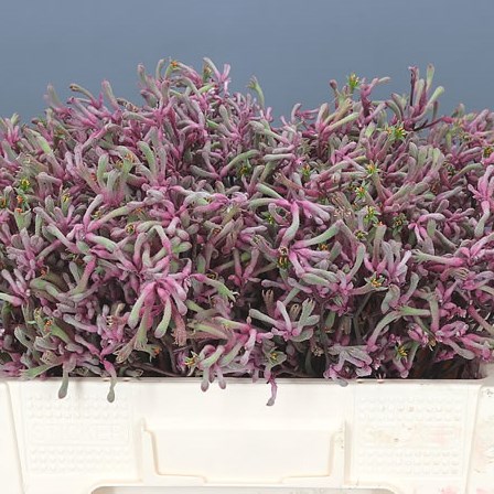 ANIGOZANTHOS RADIANCE