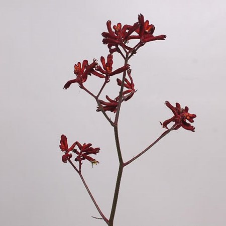 ANIGOZANTHOS RED