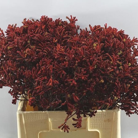 ANIGOZANTHOS RED VELVET