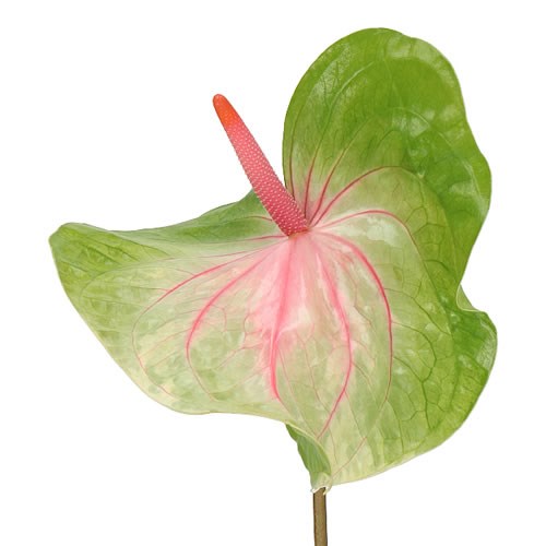 ANTHURIUM ACURA SEMAFORO x 10