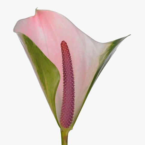 ANTHURIUM ALERO x 20