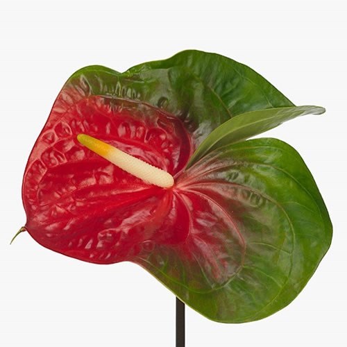 ANTHURIUM AMIGO IMPROVED x 10