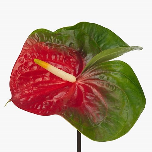 ANTHURIUM AMIGO IMPROVED x 12