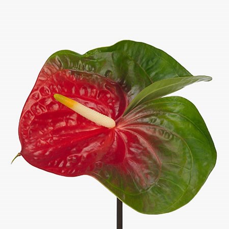 ANTHURIUM AMIGO IMPROVED x 12