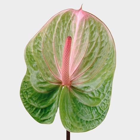 ANTHURIUM AVO DANIELLE X 10