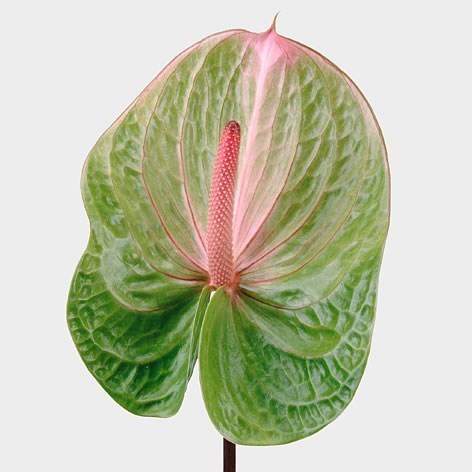 ANTHURIUM AVO DANIELLE X 12