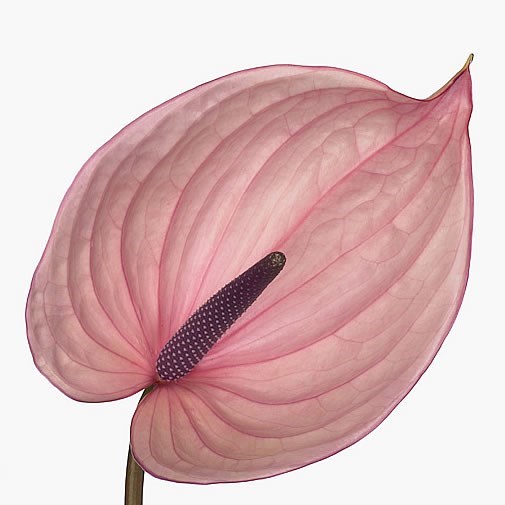 ANTHURIUM BELLANCA x 12