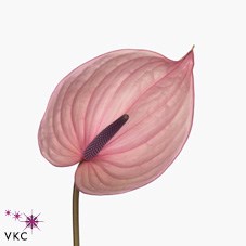 ANTHURIUM BELLANCA x 16