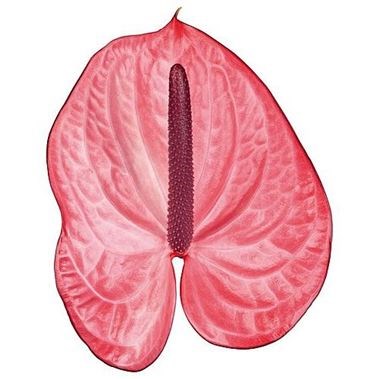 ANTHURIUM CANDY x 12