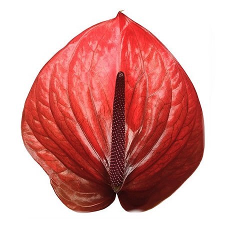 ANTHURIUM CANTELLO x 10