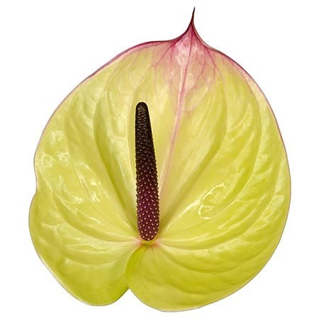 ANTHURIUM CARDINAL x 10