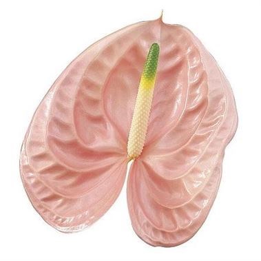 ANTHURIUM CHEERS x 10