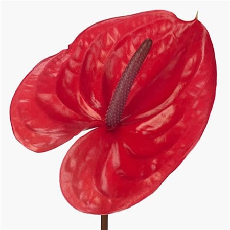 Anthurium Enjoy x 16