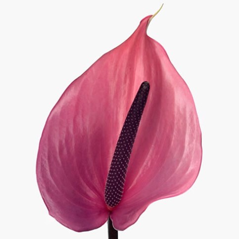 ANTHURIUM EPOS x 12