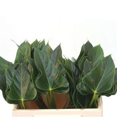 ANTHURIUM EXCITING LOVE LEAVES