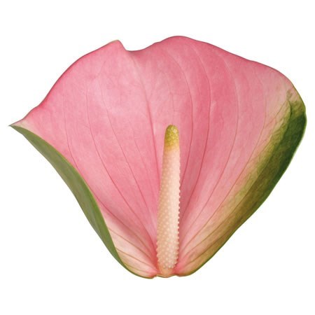 ANTHURIUM FESTINO X 10